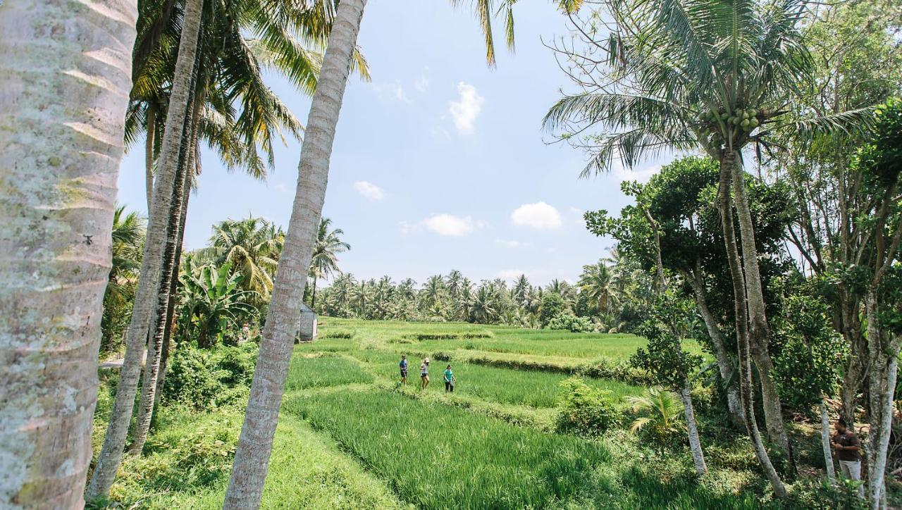 Tejaprana Resort & Spa Ουμπούντ Εξωτερικό φωτογραφία A paddy field in Sri Lanka